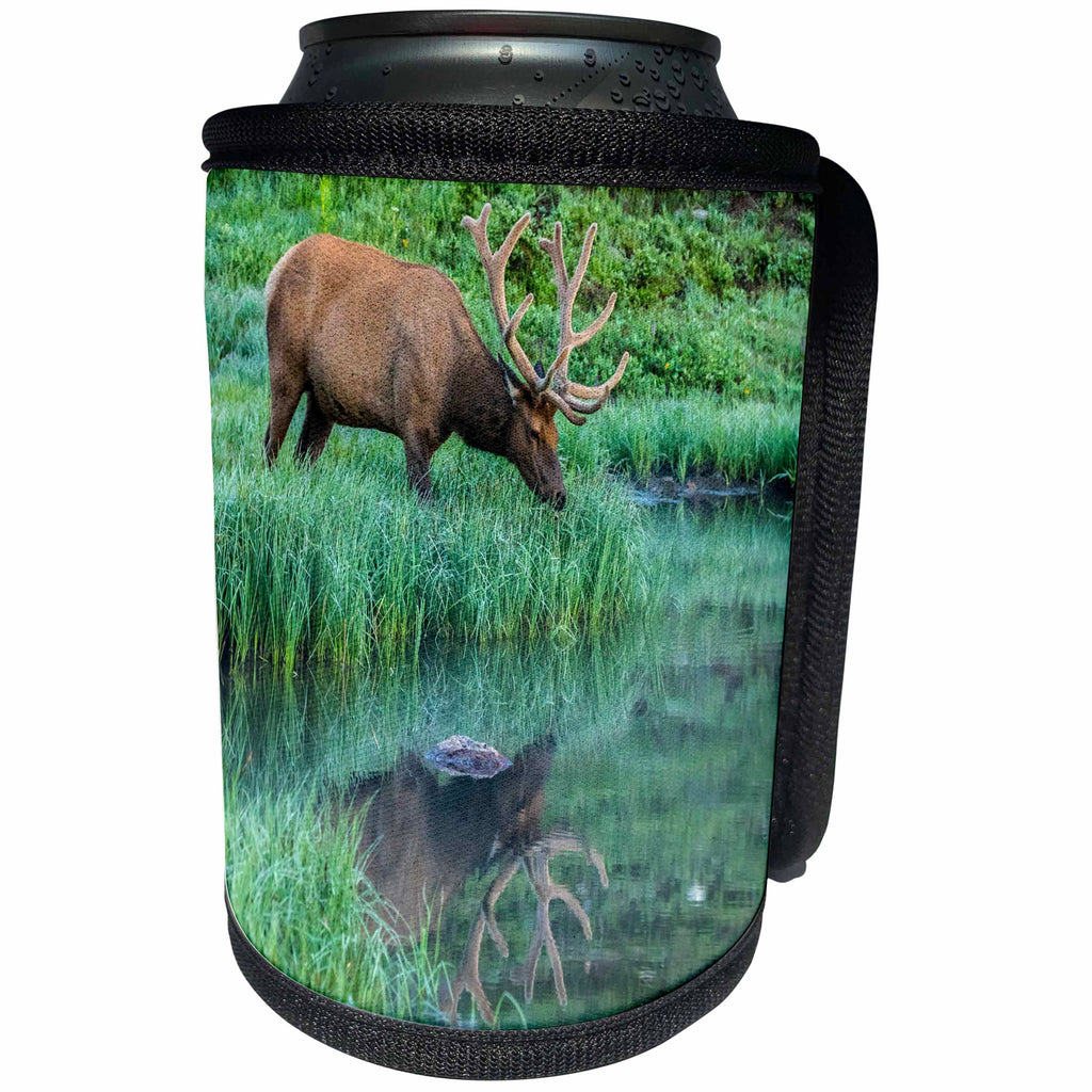 3dRose Danita Delimont - Elk - Colorado, Rocky Mountain NP. Bull elk reflects in Poudre Lake. - Can Cooler Bottle Wrap (cc_259065)
