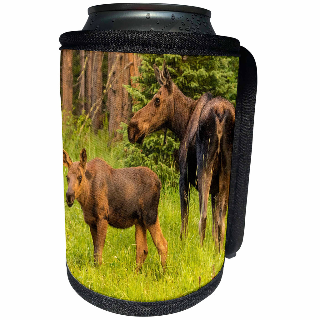 3dRose Danita Delimont - Moose - USA, Colorado, Rocky Mountain National Park. Cow moose and calf. - Can Cooler Bottle Wrap (cc_259067)