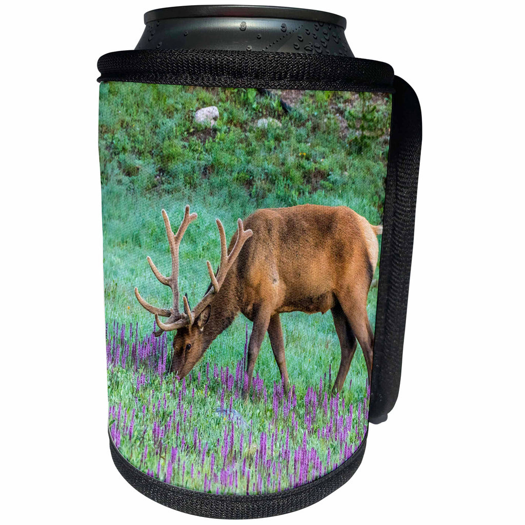 3dRose Danita Delimont - Elk - Colorado, Rocky Mountain NP. Bull elk grazing in flower meadow. - Can Cooler Bottle Wrap (cc_259070)