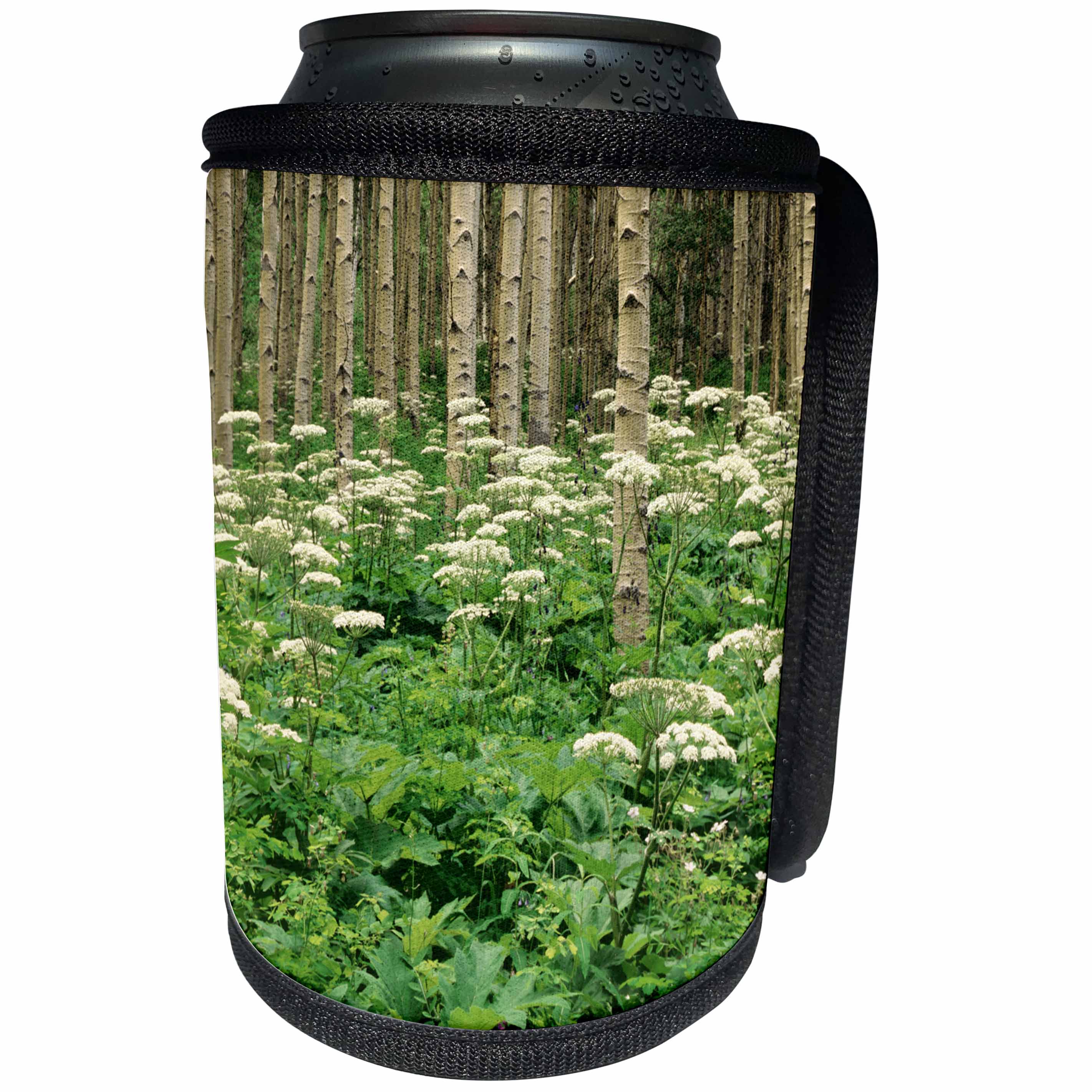 3dRose Danita Delimont - Flowers - USA, Colorado, Rocky Mountains. Cow parsnip in aspen grove. - Can Cooler Bottle Wrap (cc_259073)