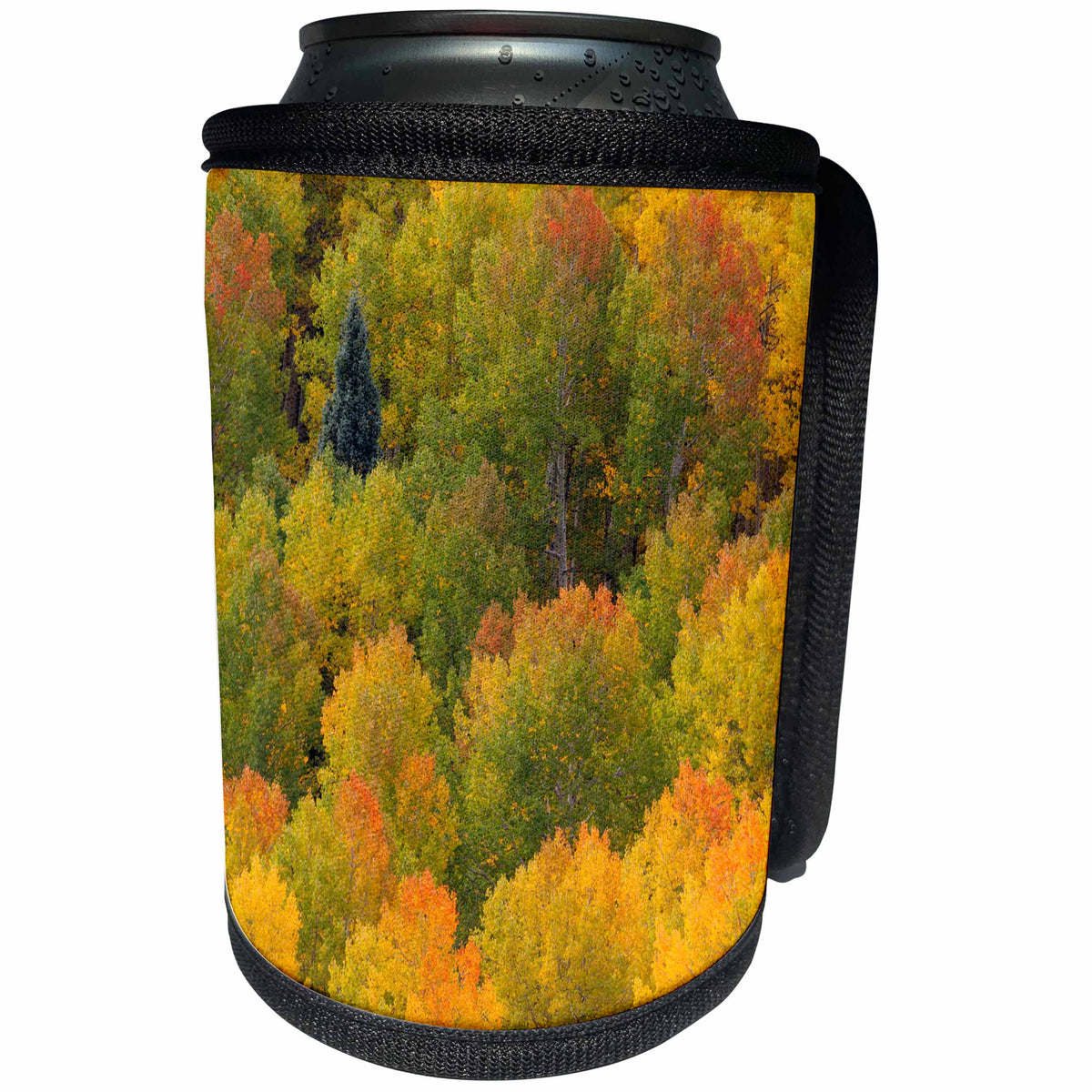 3dRose Danita Delimont - Trees - USA, Colorado, Rocky Mountains. Autumn yellow Aspens. - Can Cooler Bottle Wrap (cc_259075)