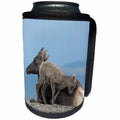 3dRose Danita Delimont - Baby Animals - USA, Colorado, Mt. Evans. Rocky Mountain bighorn sheep lamb and mother - Can Cooler Bottle Wrap (cc_259087)