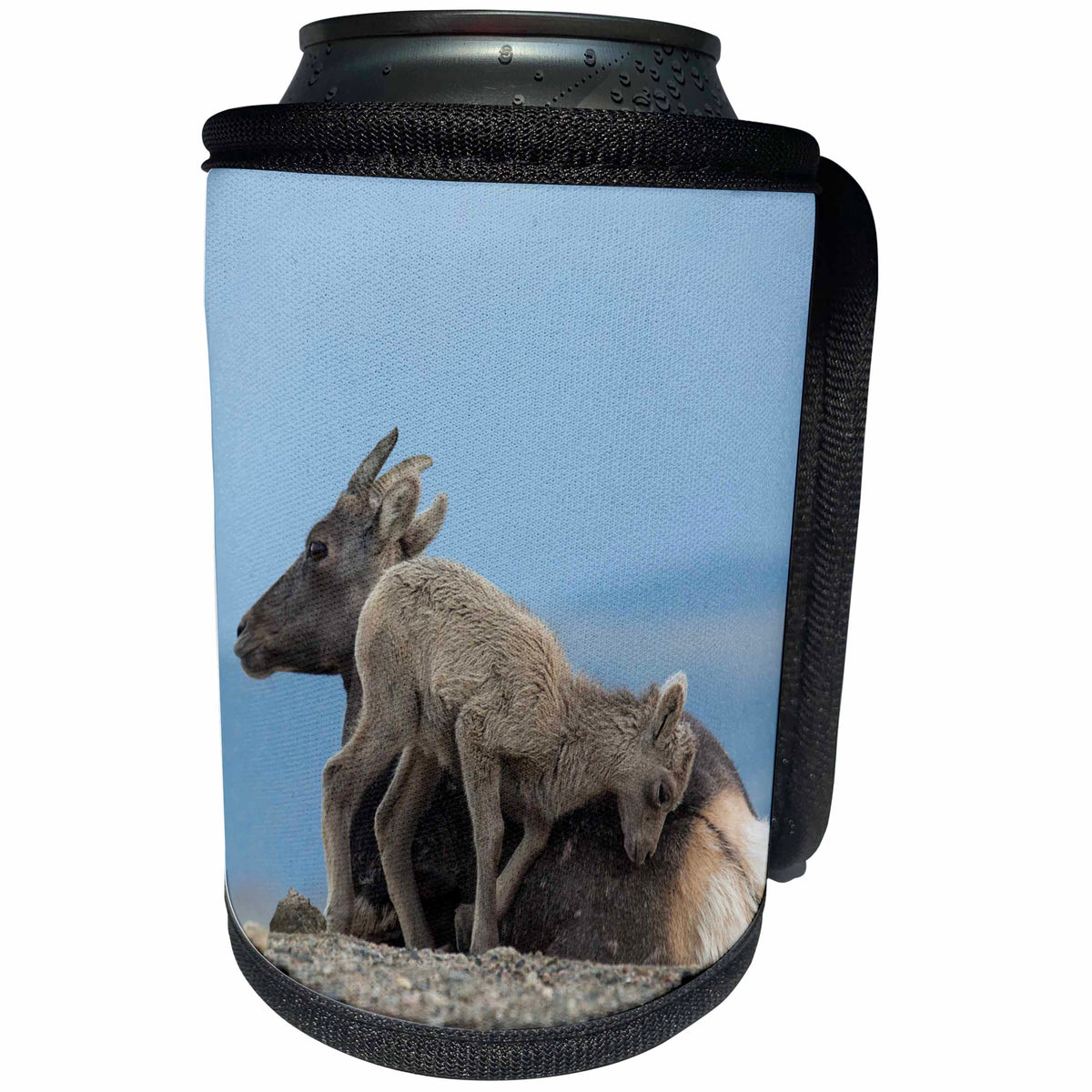 3dRose Danita Delimont - Baby Animals - USA, Colorado, Mt. Evans. Rocky Mountain bighorn sheep lamb and mother - Can Cooler Bottle Wrap (cc_259087)