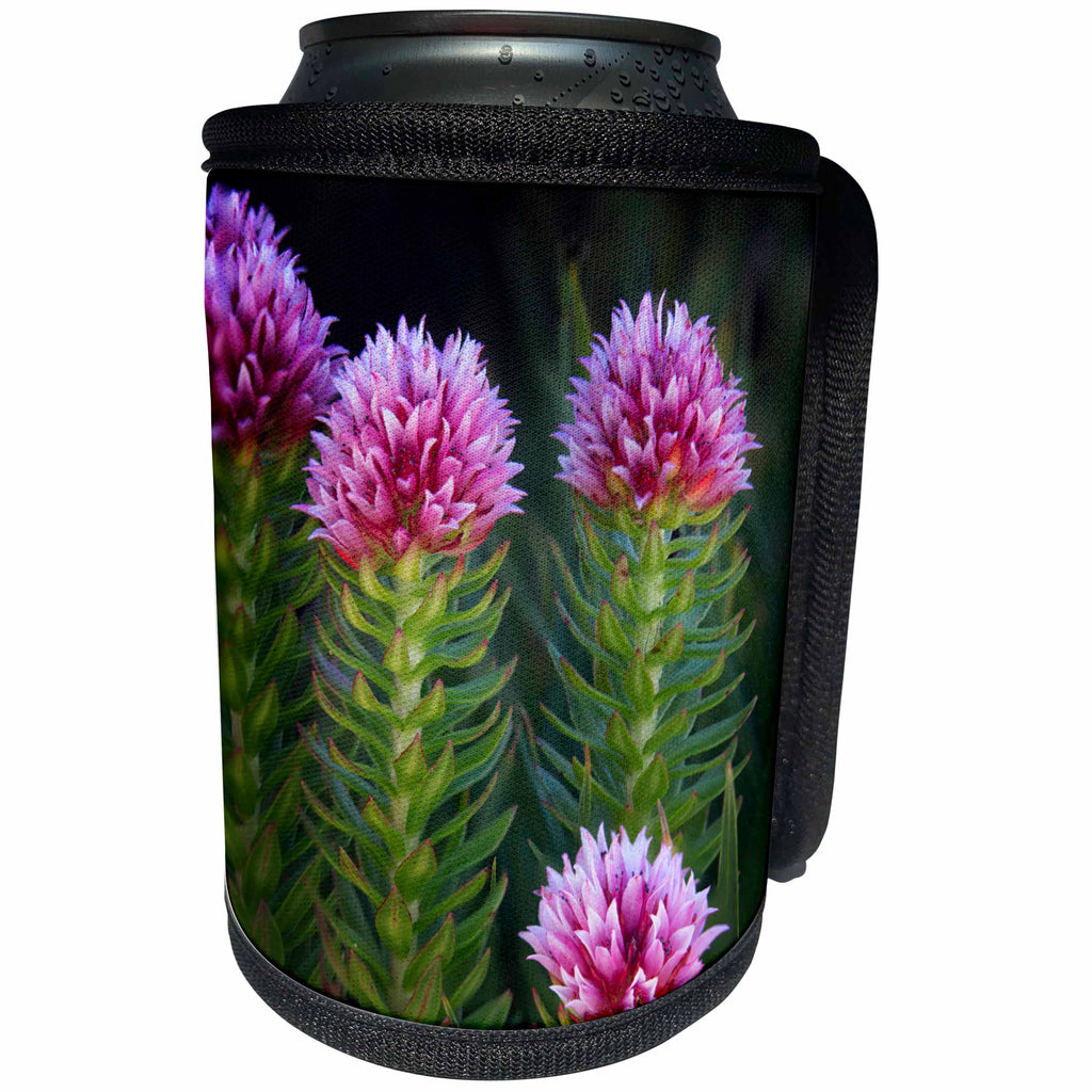3dRose Danita Delimont - Flowers - USA, Colorado, Mt. Evans. Close-up of Queens Crown flowers. - Can Cooler Bottle Wrap (cc_259089)