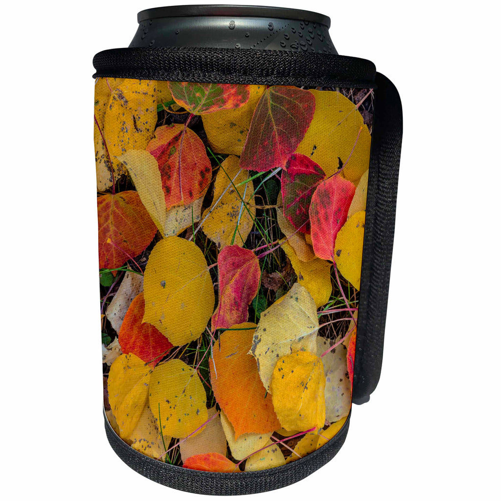 3dRose Danita Delimont - Botanical - Fallen aspen leaves, Uncompahgre National Forest, Colorado, USA - Can Cooler Bottle Wrap (cc_259102)