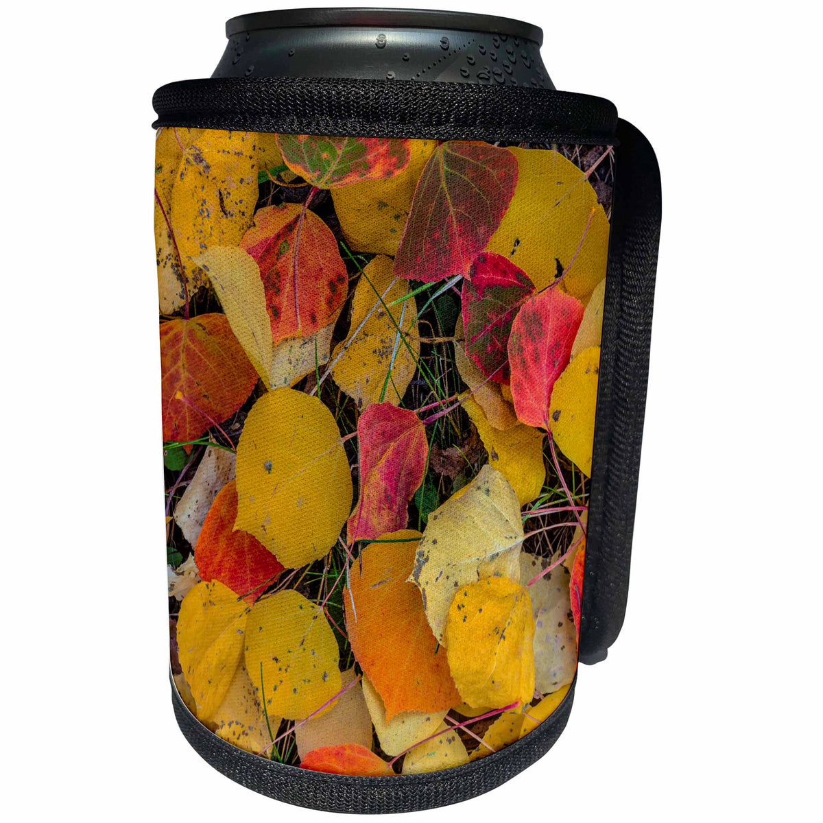 3dRose Danita Delimont - Botanical - Fallen aspen leaves, Uncompahgre National Forest, Colorado, USA - Can Cooler Bottle Wrap (cc_259102)