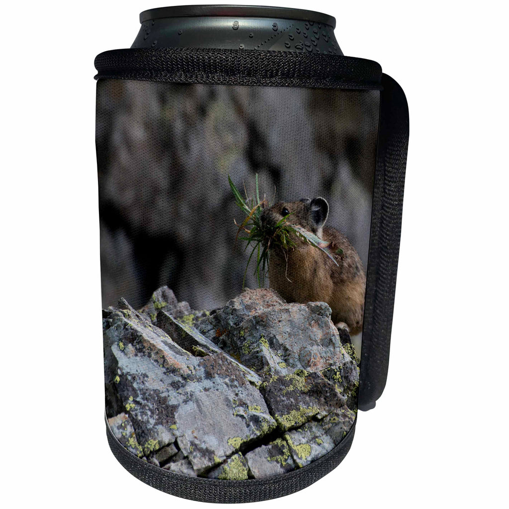 3dRose Danita Delimont - Rodents - Usa, Colorado, American Basin, American Pika gathering grasses. - Can Cooler Bottle Wrap (cc_259112)