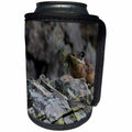 3dRose Danita Delimont - Rodents - Usa, Colorado, American Basin, American Pika gathering grasses. - Can Cooler Bottle Wrap (cc_259112)