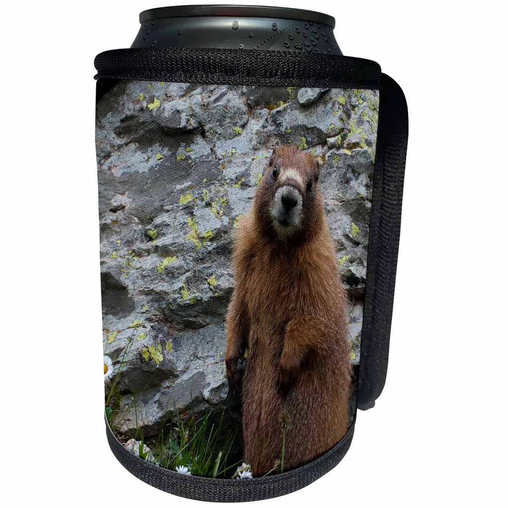 3dRose Danita Delimont - Rodents - Usa, Colorado, American Basin, Yellow-bellied marmot among wildflowers - Can Cooler Bottle Wrap (cc_259114)