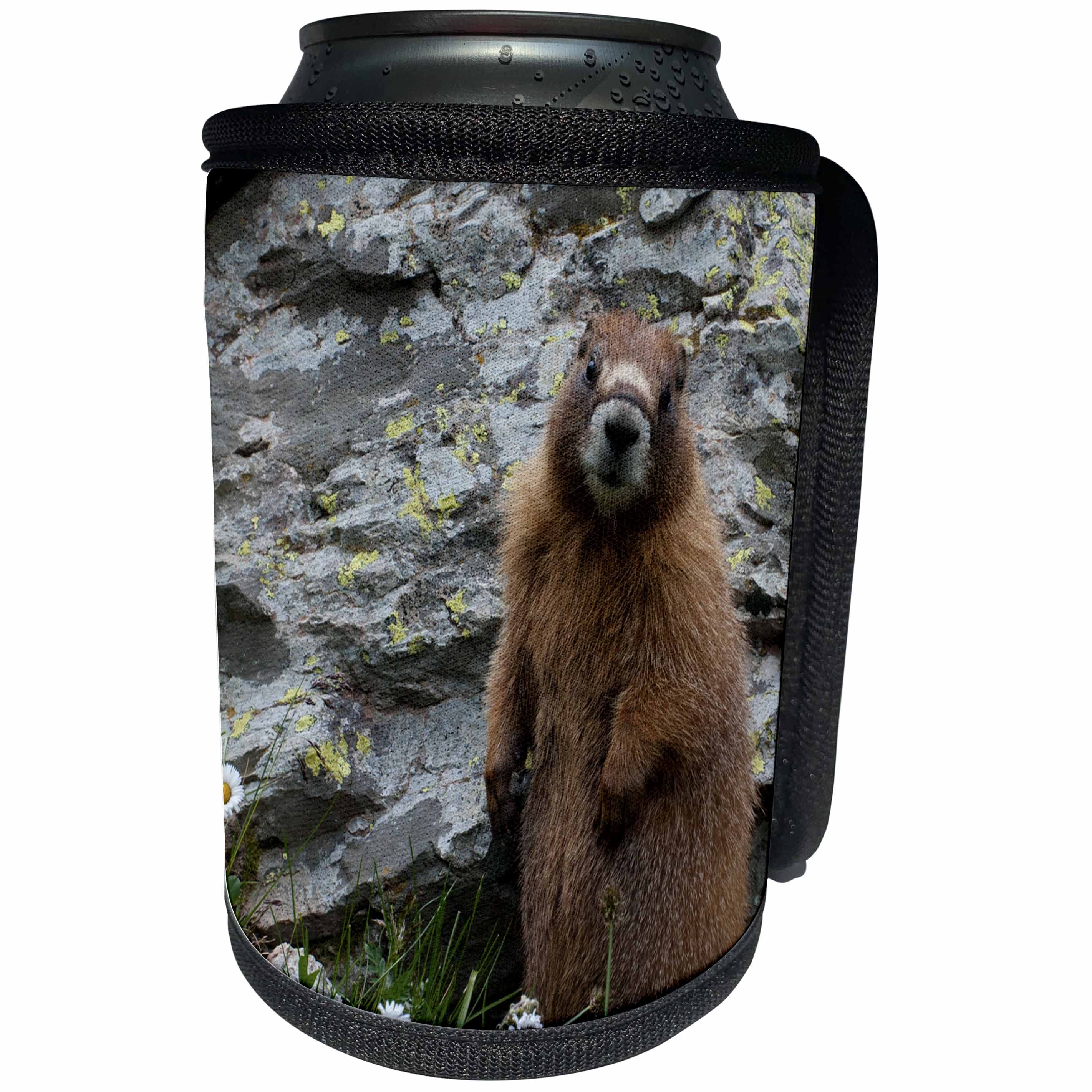 3dRose Danita Delimont - Rodents - Usa, Colorado, American Basin, Yellow-bellied marmot among wildflowers - Can Cooler Bottle Wrap (cc_259114)