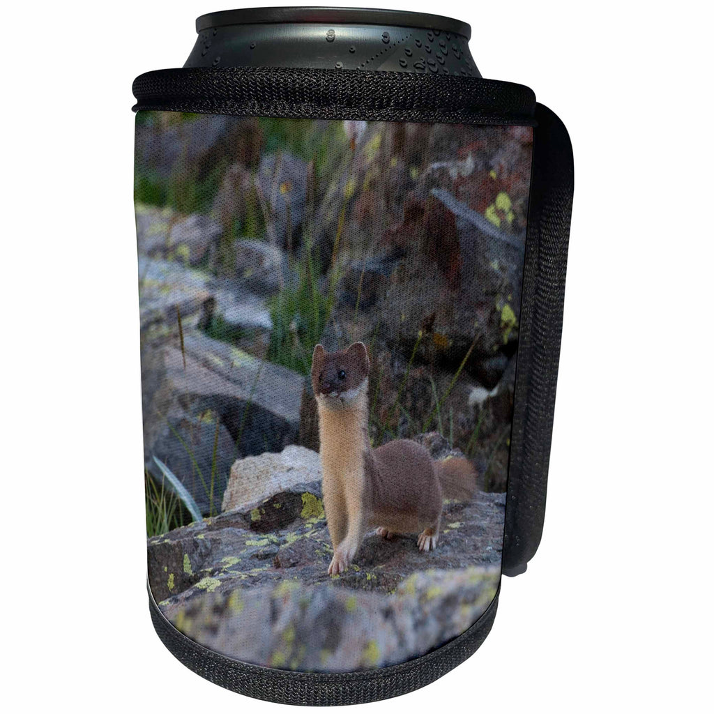 3dRose Danita Delimont - Weasels - Usa, Colorado, American Basin, Weasel hunting among the rocky fields. - Can Cooler Bottle Wrap (cc_259115)