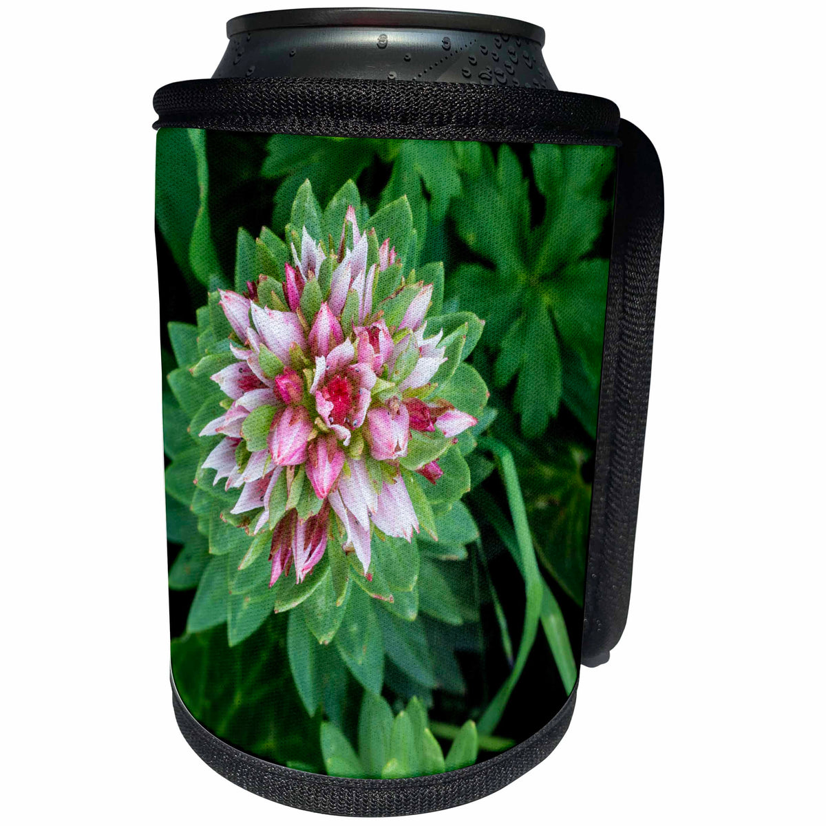 3dRose Danita Delimont - Flowers - USA, Colorado, Jones Pass, Queens Crown, Rhodiola rhodantha,wildflower - Can Cooler Bottle Wrap (cc_259117)