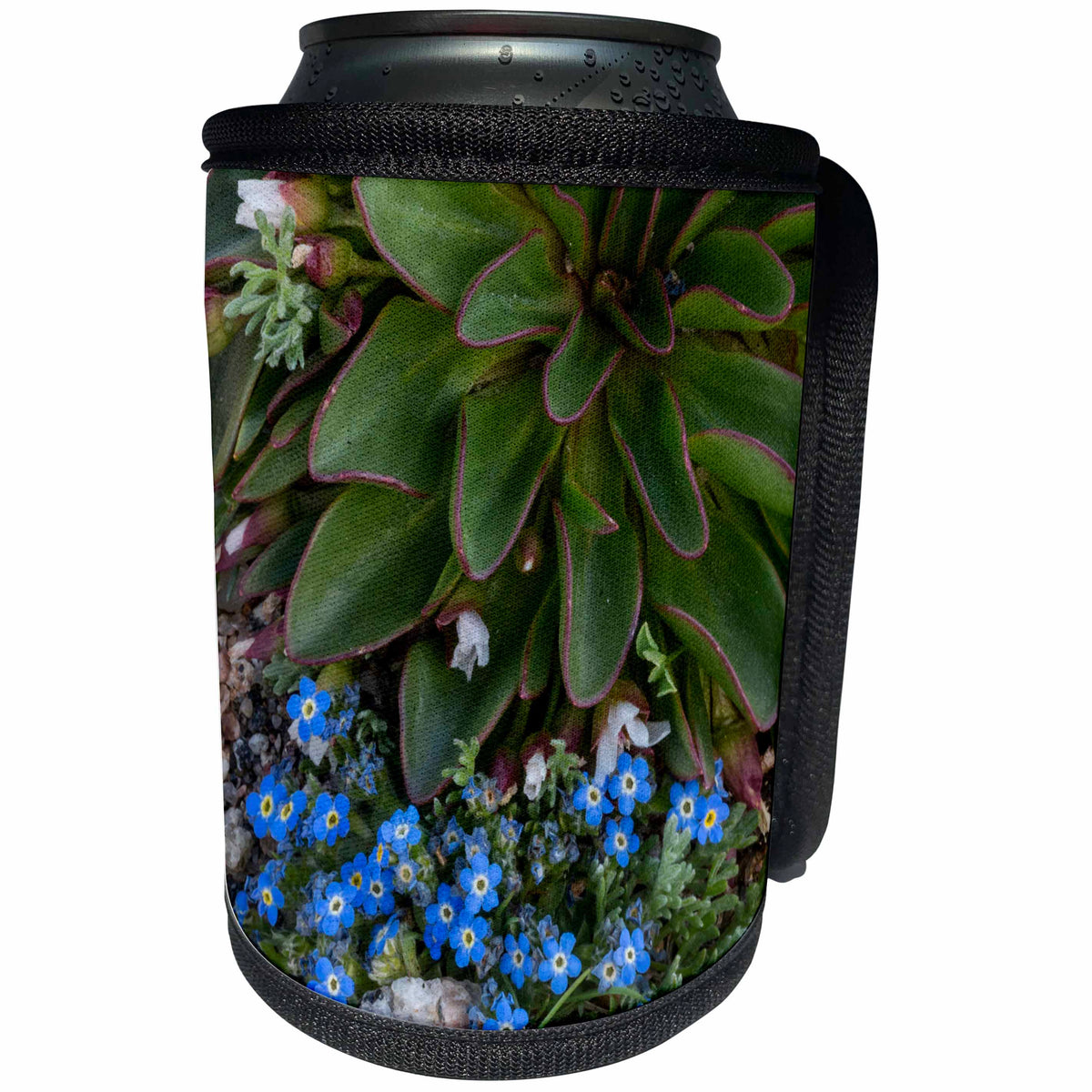 3dRose Danita Delimont - flowers - USA, Colorado, American Basin, Alpine Spring Beauty and Forget-Me-Not - Can Cooler Bottle Wrap (cc_259118)