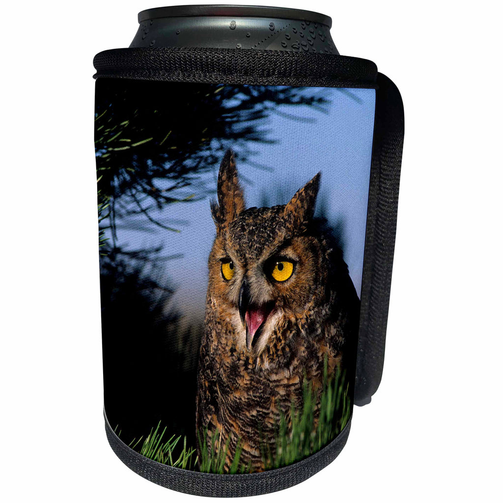 3dRose Danita Delimont - Owls - Great Horned Owl hooting in a pine tree, Colorado - Can Cooler Bottle Wrap (cc_259130)
