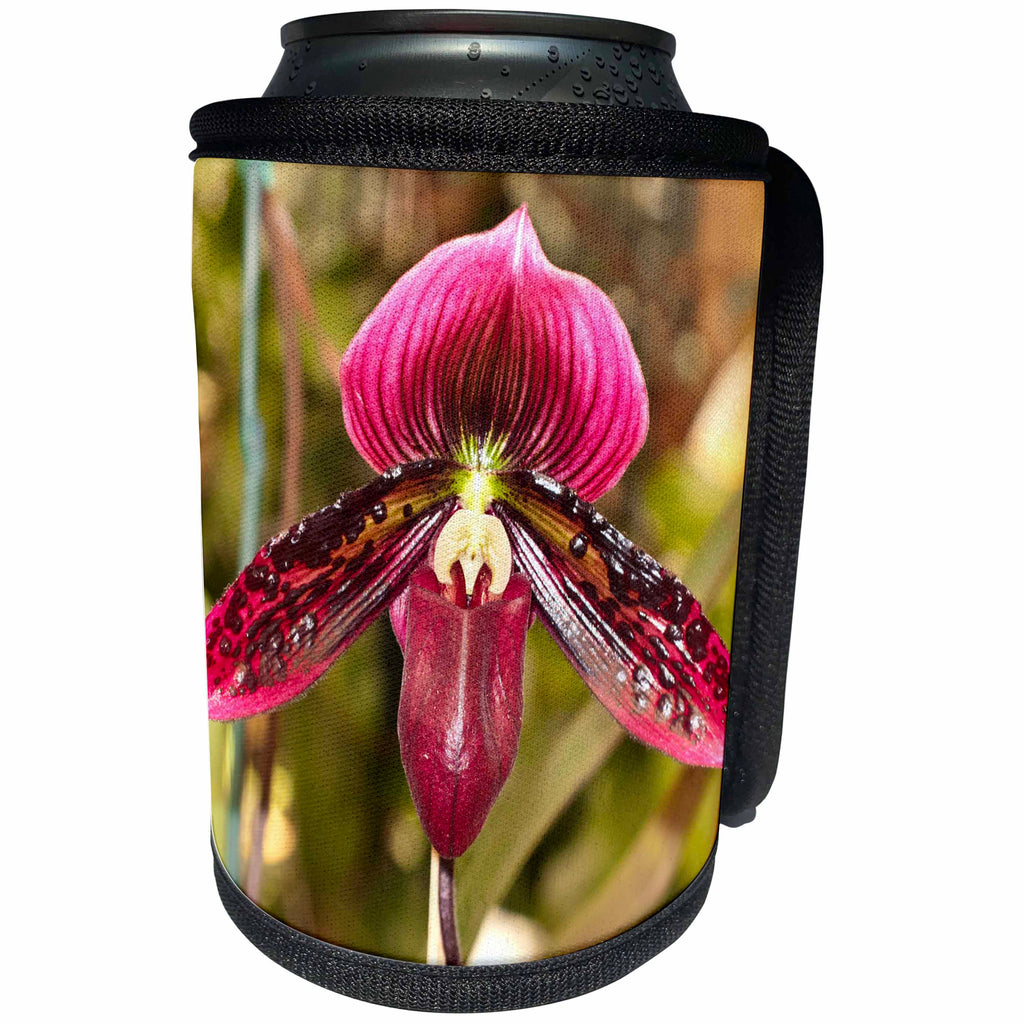 3dRose Danita Delimont - Flowers - USA, Florida, Sarasota, Unusual Orchid - Can Cooler Bottle Wrap (cc_259167)