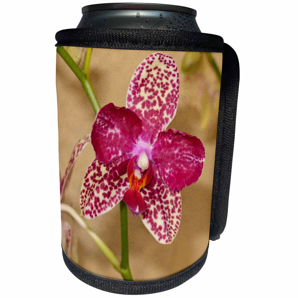 3dRose Danita Delimont - Flowers - USA, Florida, Sarasota, Spotted Orchid - Can Cooler Bottle Wrap (cc_259170)