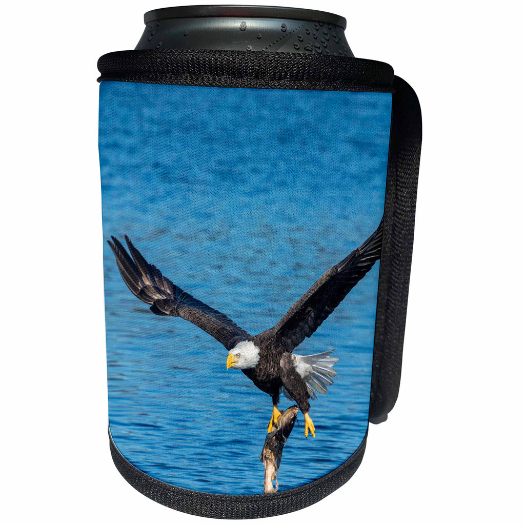 3dRose Danita Delimont - Birds of Prey - USA, Florida, Orange City, St. John River, eagle catching fish - Can Cooler Bottle Wrap (cc_259179)