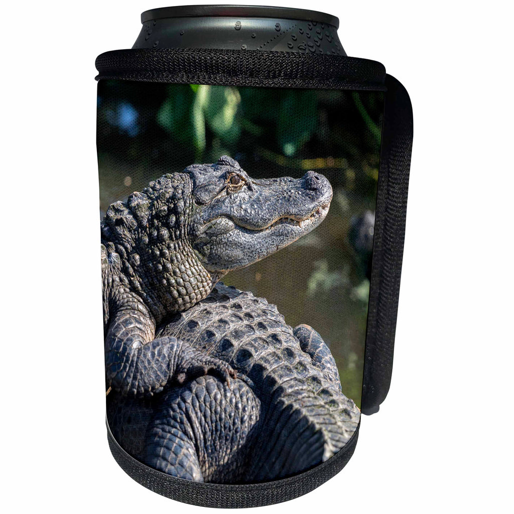 3dRose Danita Delimont - Alligators - USA, Florida, Orlando, alligators basking in the sun. - Can Cooler Bottle Wrap (cc_259180)