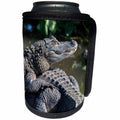 3dRose Danita Delimont - Alligators - USA, Florida, Orlando, alligators basking in the sun. - Can Cooler Bottle Wrap (cc_259180)
