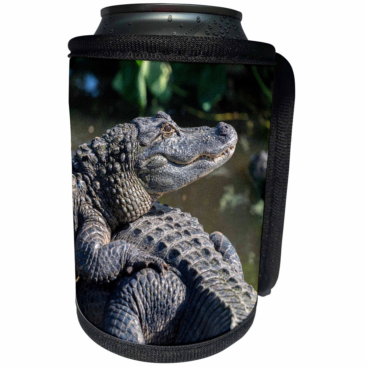 3dRose Danita Delimont - Alligators - USA, Florida, Orlando, alligators basking in the sun. - Can Cooler Bottle Wrap (cc_259180)