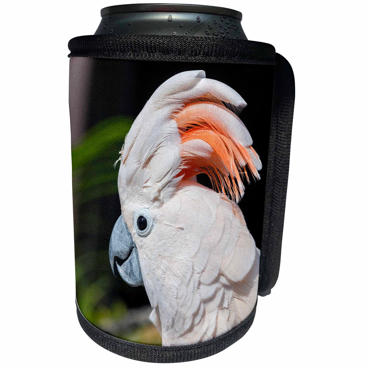 3dRose Danita Delimont - Parrots - USA, Florida, Orlando, excited Citron Cockatoo - Can Cooler Bottle Wrap (cc_259181)