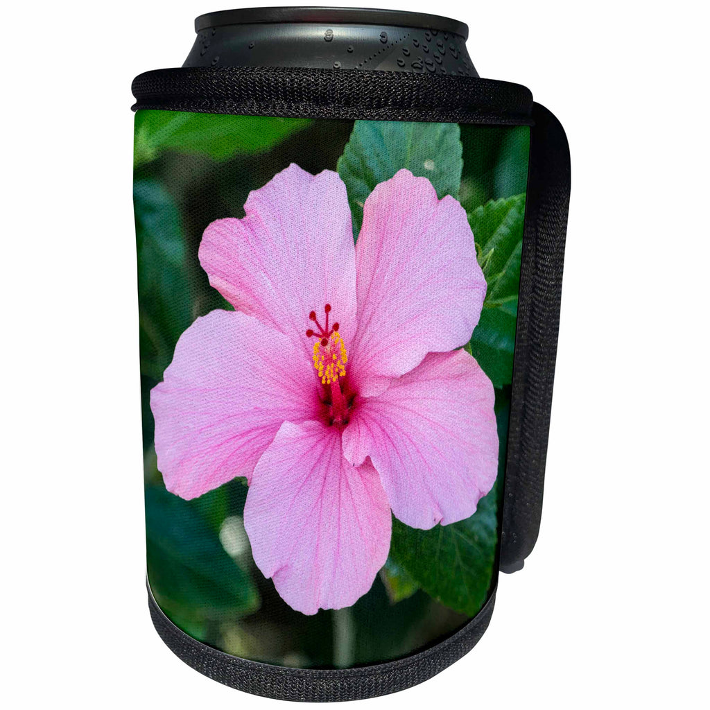 3dRose Danita Delimont - Flowers - USA, Florida, Pink Hibiscus - Can Cooler Bottle Wrap (cc_259182)