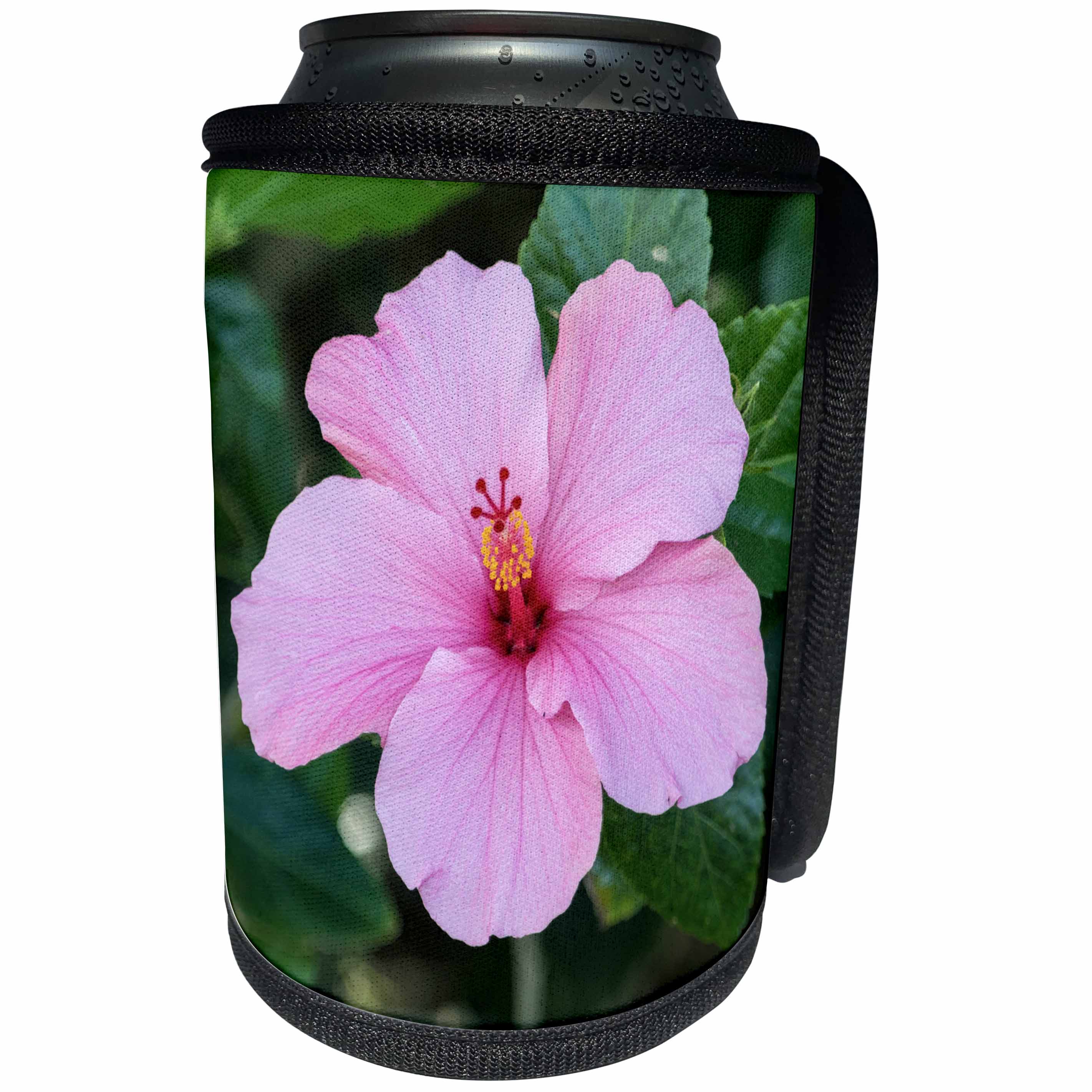 3dRose Danita Delimont - Flowers - USA, Florida, Pink Hibiscus - Can Cooler Bottle Wrap (cc_259182)