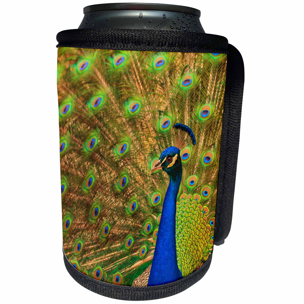 3dRose Danita Delimont - Birds - USA, Florida, St. Augustine, Peacock strutting in breeding plumage. - Can Cooler Bottle Wrap (cc_259187)