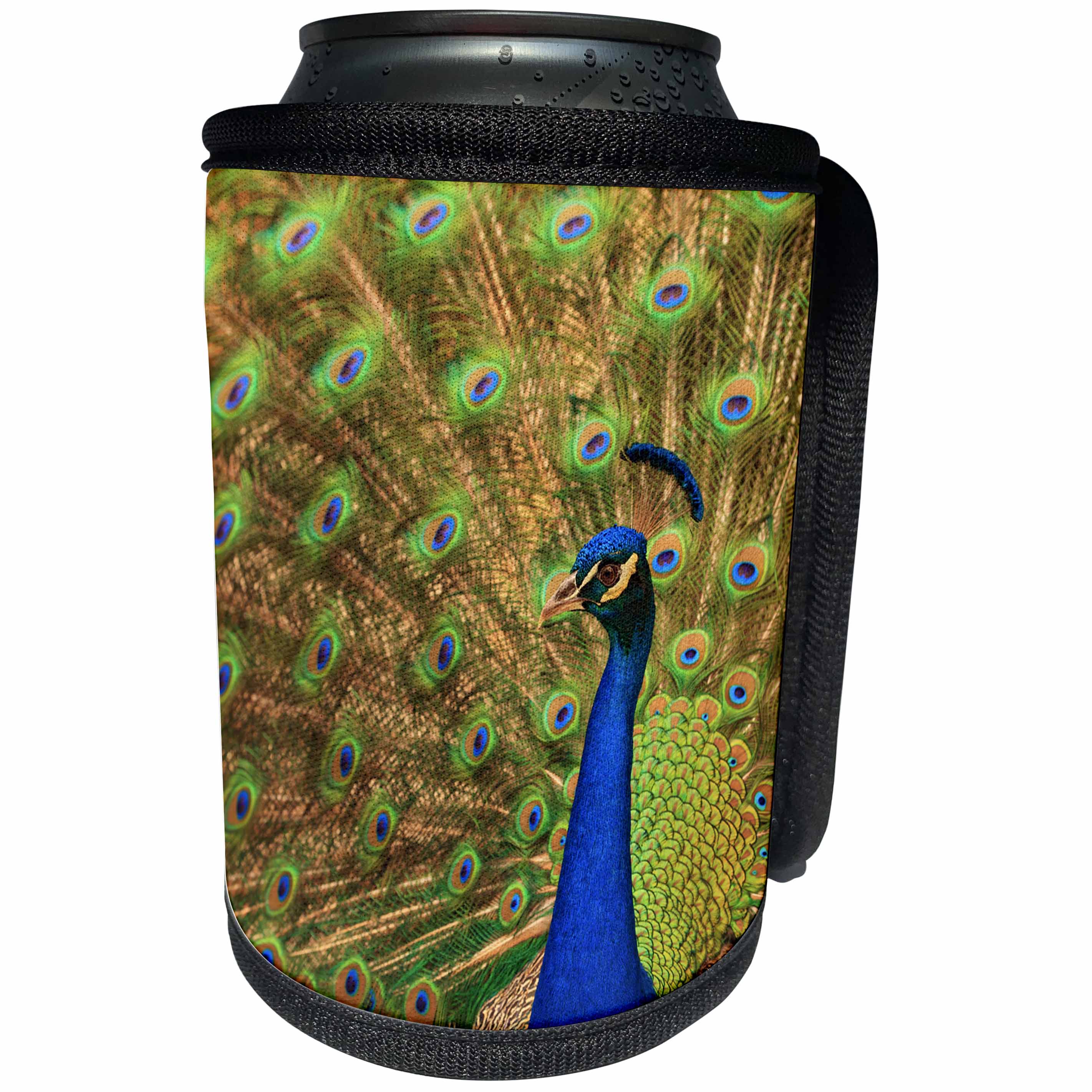 3dRose Danita Delimont - Birds - USA, Florida, St. Augustine, Peacock strutting in breeding plumage. - Can Cooler Bottle Wrap (cc_259187)