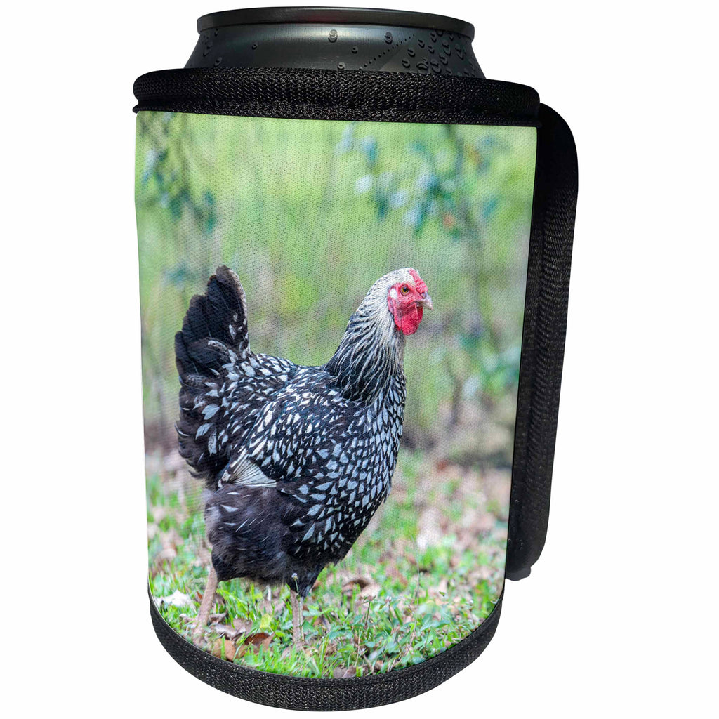 3dRose Danita Delimont - Chickens - Wyandotte hen, Florida, Usa - Can Cooler Bottle Wrap (cc_259197)