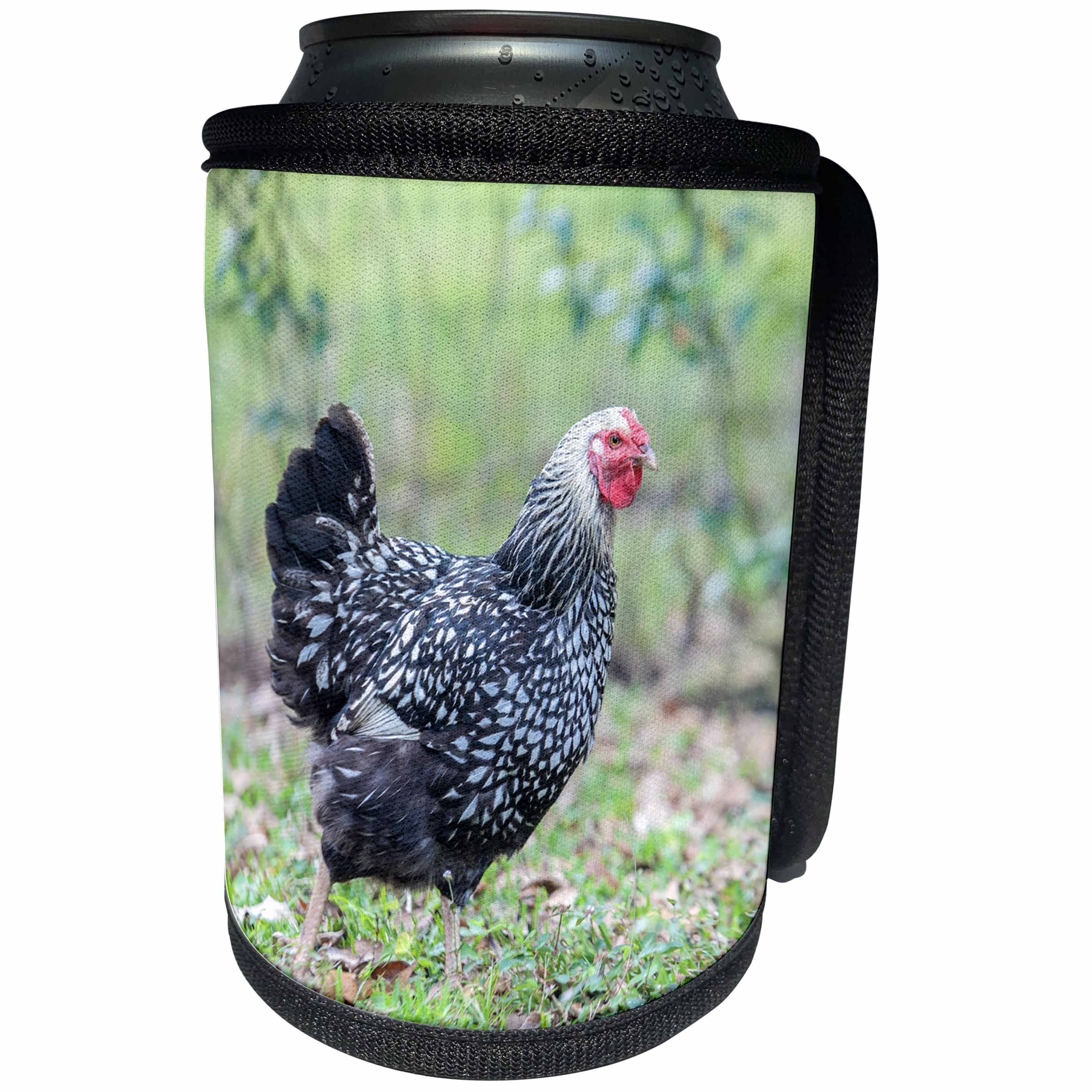 3dRose Danita Delimont - Chickens - Wyandotte hen, Florida, Usa - Can Cooler Bottle Wrap (cc_259197)