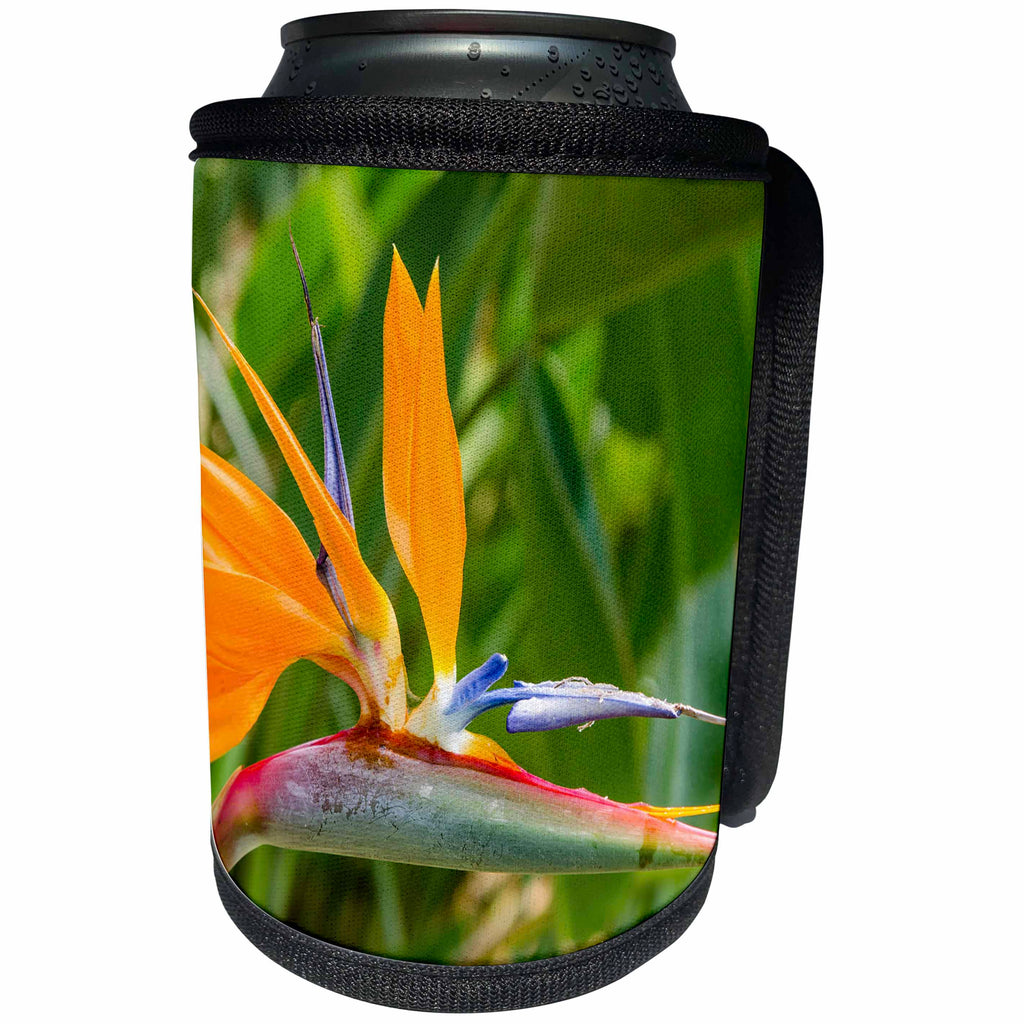3dRose Danita Delimont - Flowers - Bird of Paradise, Strelitzia reginae, Kauai, Hawaii. - Can Cooler Bottle Wrap (cc_259220)