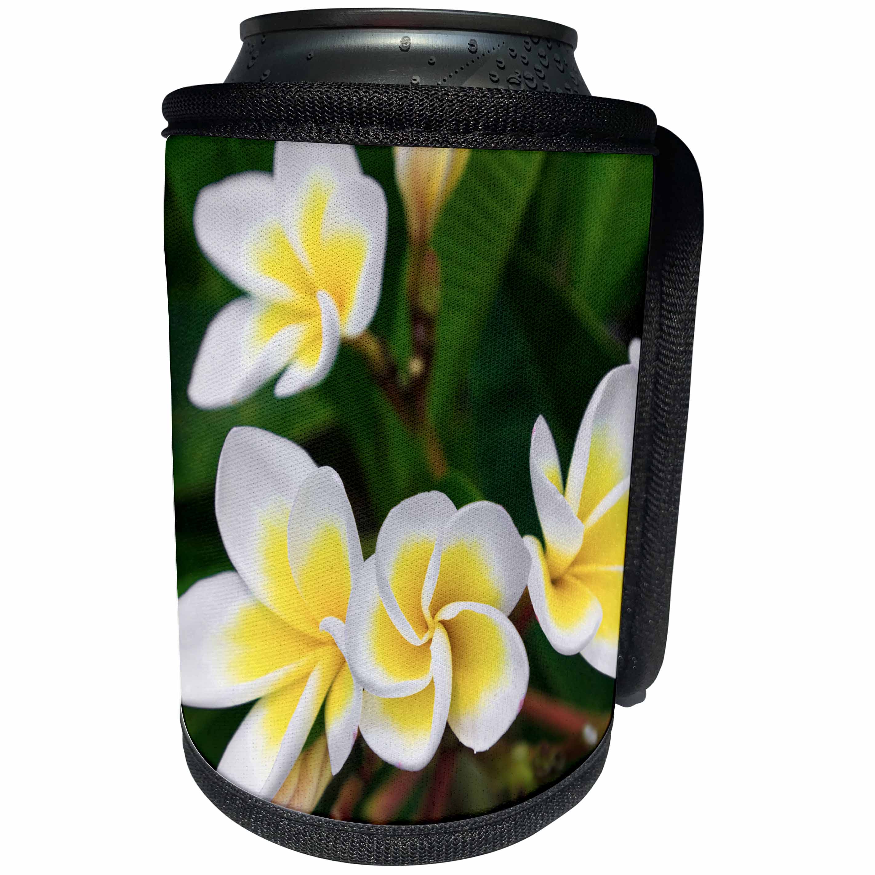 3dRose Danita Delimont - Flowers - Plumeria flowers, Island of Kauai, Hawaii - Can Cooler Bottle Wrap (cc_259230)