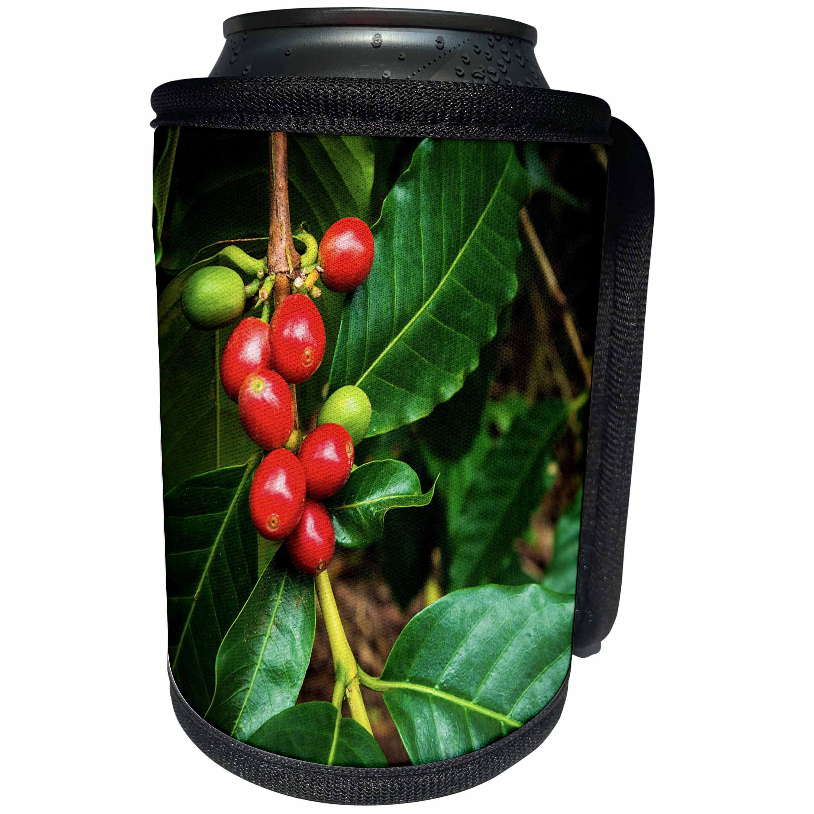 3dRose Danita Delimont - Food - Kona coffee cherries on the vine, Captain Cook, Big Island, Hawaii. - Can Cooler Bottle Wrap (cc_259240)