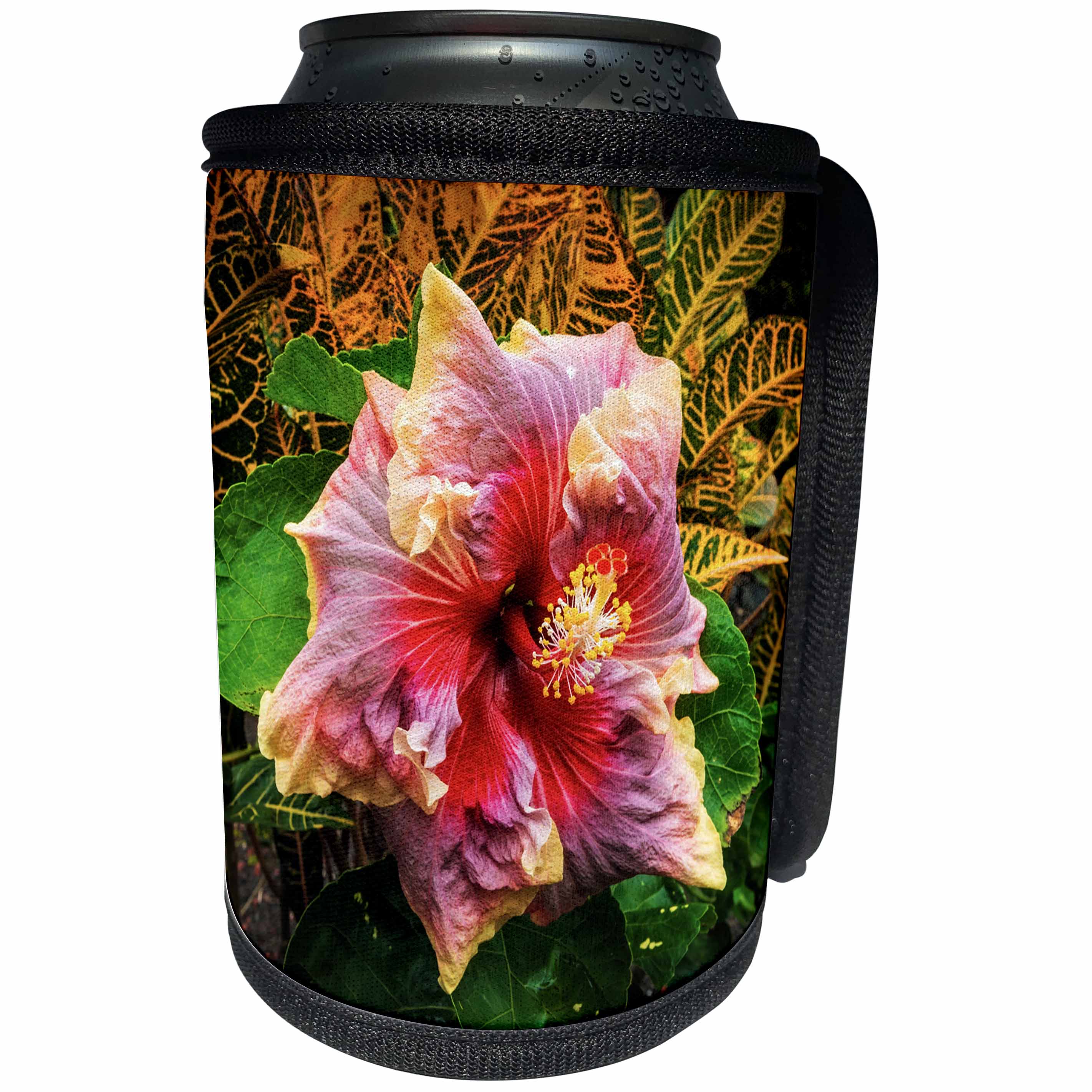 3dRose Danita Delimont - Flowers - Hibiscus flower, Kona Coast, The Big Island, Hawaii, Usa - Can Cooler Bottle Wrap (cc_259241)