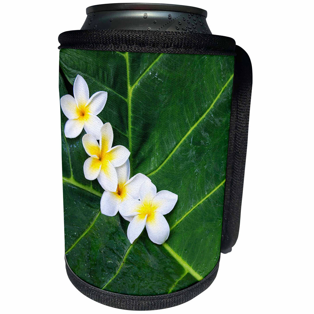 3dRose Danita Delimont - Flowers - USA, Hawaii, Maui, Plumeria in Pattern - Can Cooler Bottle Wrap (cc_259261)