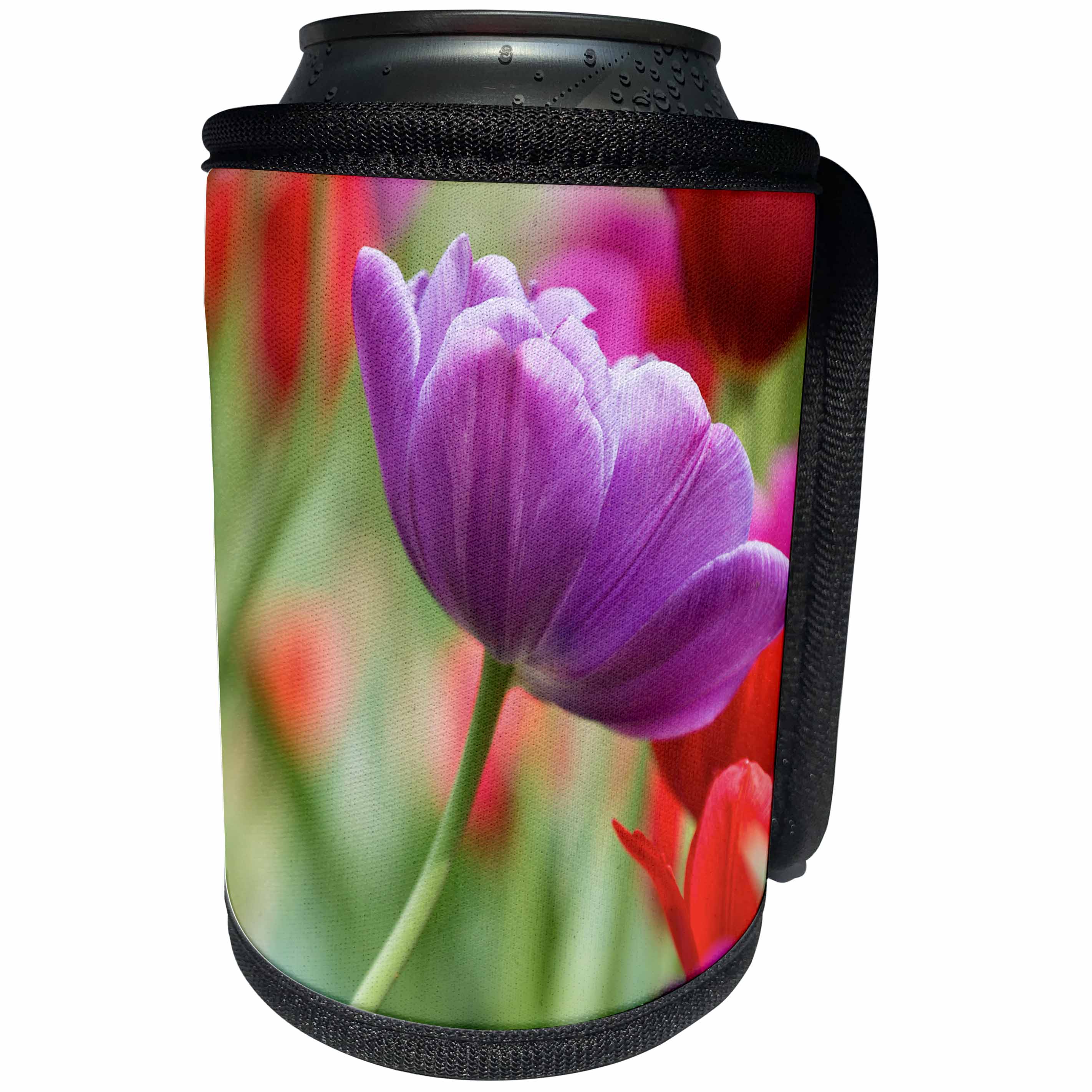 3dRose Danita Delimont - Flowers - Purple and red tulips, Cantigny Park, Wheaton, Illinois - Can Cooler Bottle Wrap (cc_259278)