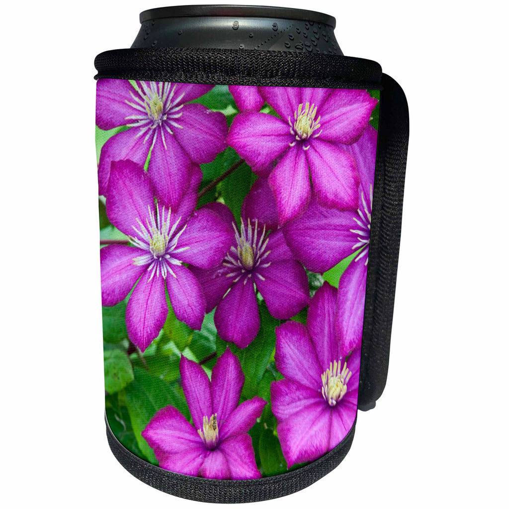 3dRose Danita Delimont - Flowers - Ville de Lyon clematis, Clematis sp, Marion County, Illinois - Can Cooler Bottle Wrap (cc_259280)