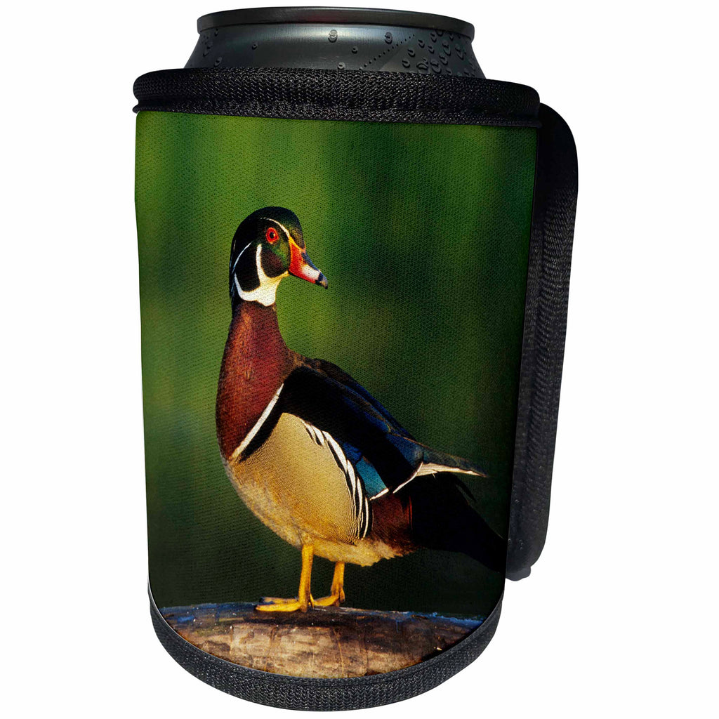 3dRose Danita Delimont - Ducks - Wood Duck, Aix sponsa, male on log in wetland, Marion County, Illinois - Can Cooler Bottle Wrap (cc_259283)