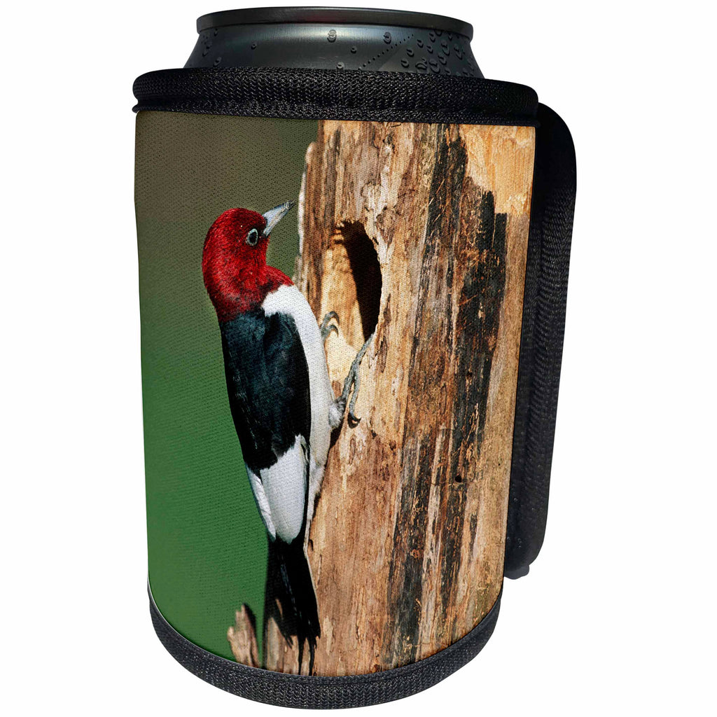 3dRose Danita Delimont - Birds - Red-headed Woodpecker at nest site, Illinois - Can Cooler Bottle Wrap (cc_259284)