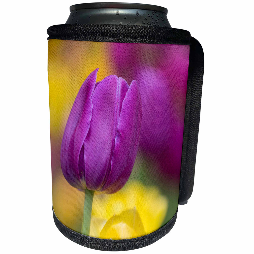3dRose Danita Delimont - Flowers - Pink, yellow, and purple tulips, Glencoe, Illinois - Can Cooler Bottle Wrap (cc_259285)