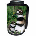 3dRose Danita Delimont - Birds - Killdeer adult with 2 nestlings, Marion Co., Illinois - Can Cooler Bottle Wrap (cc_259288)