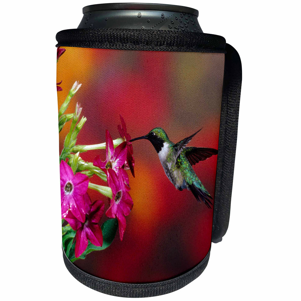 3dRose Danita Delimont - Hummingbirds - Ruby-throated Hummingbird male at Winged tobacco, Illinois - Can Cooler Bottle Wrap (cc_259291)