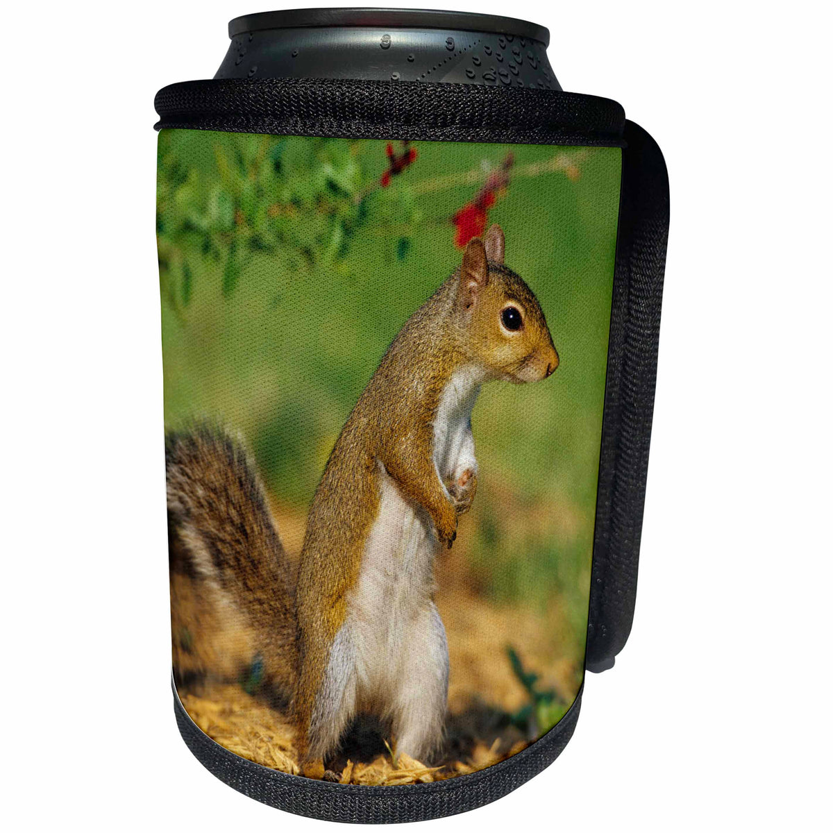 3dRose Danita Delimont - Squirrels - Gray Squirrel standing on its feet, Marion County, Illinois - Can Cooler Bottle Wrap (cc_259292)