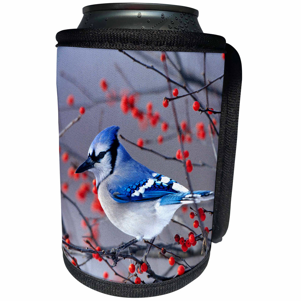3dRose Danita Delimont - Birds - Blue Jay in Winterberry Bush in winter, Marion County, Illinois - Can Cooler Bottle Wrap (cc_259293)
