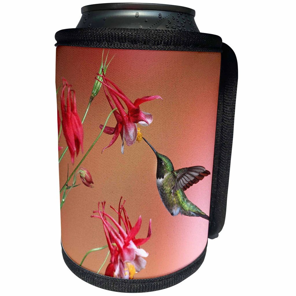 3dRose Danita Delimont - Hummingbirds - Ruby-throated Hummingbird male on Crimson Star Columbine, Illinois - Can Cooler Bottle Wrap (cc_259296)