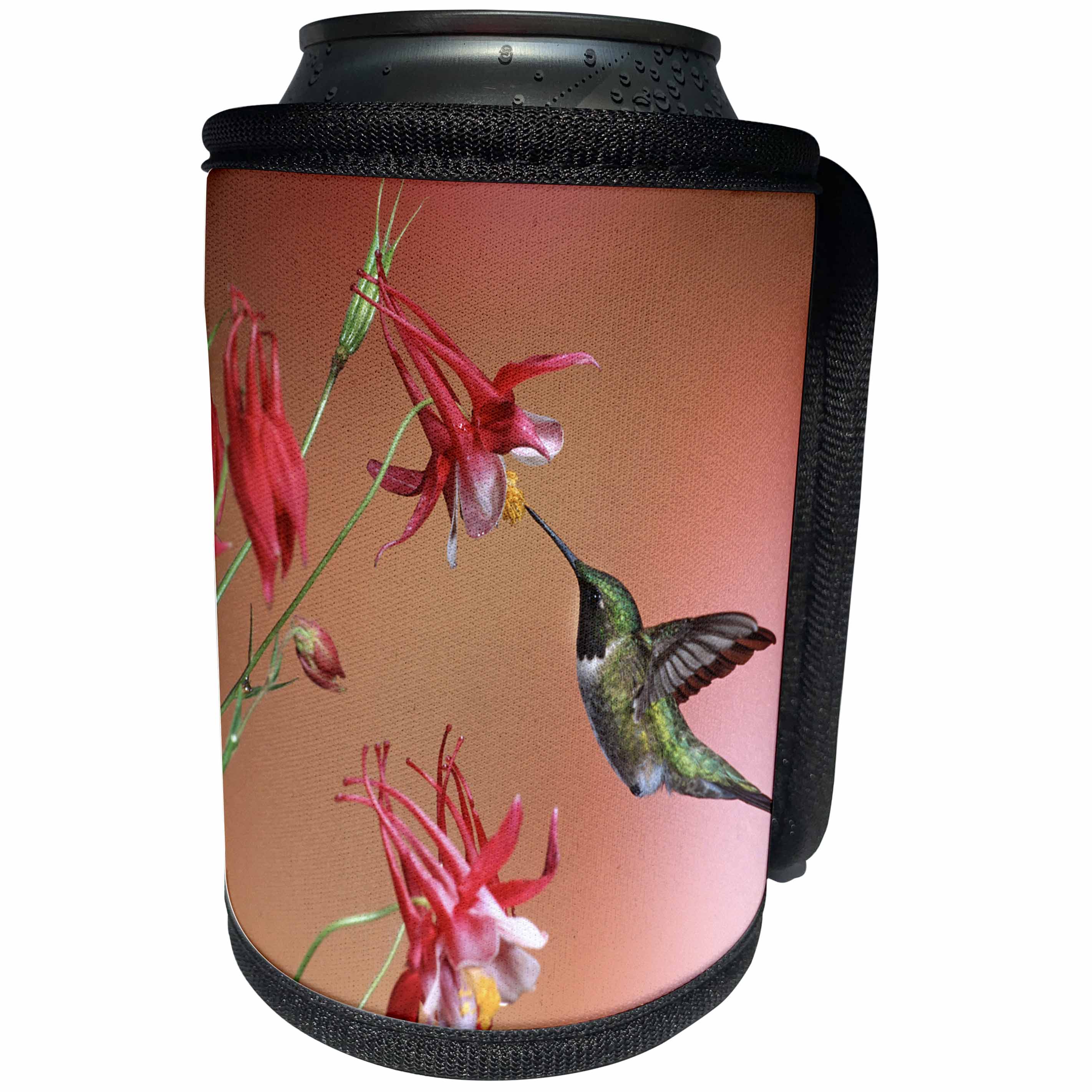 3dRose Danita Delimont - Hummingbirds - Ruby-throated Hummingbird male on Crimson Star Columbine, Illinois - Can Cooler Bottle Wrap (cc_259296)