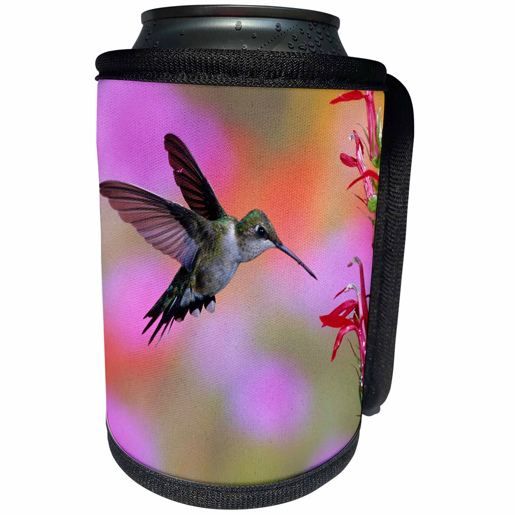 3dRose Danita Delimont - Hummingbirds - Ruby-throated Hummingbird on Cardinal Flower, Marion County, Illinois - Can Cooler Bottle Wrap (cc_259298)