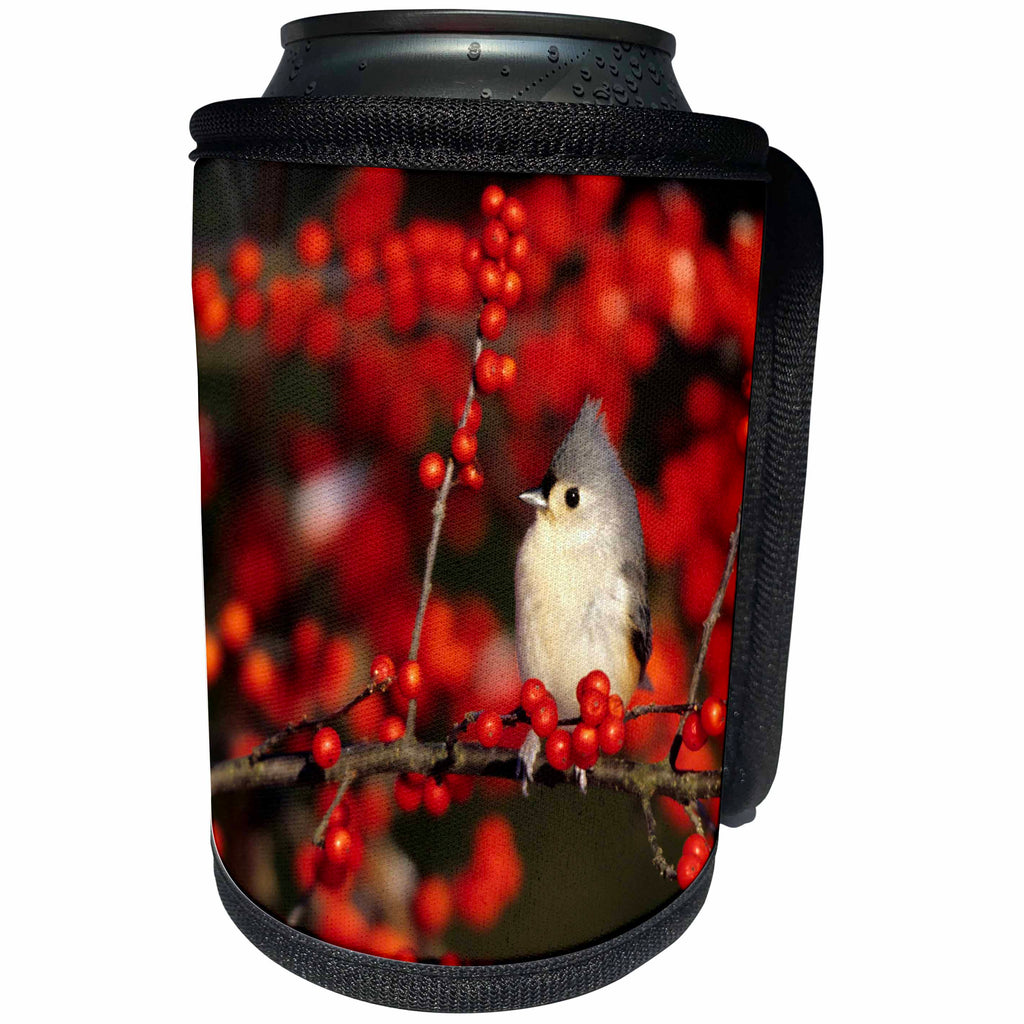 3dRose Danita Delimont - Birds - Tufted Titmouse in Common Winterberry in winter, Marion Co, Illinois - Can Cooler Bottle Wrap (cc_259299)