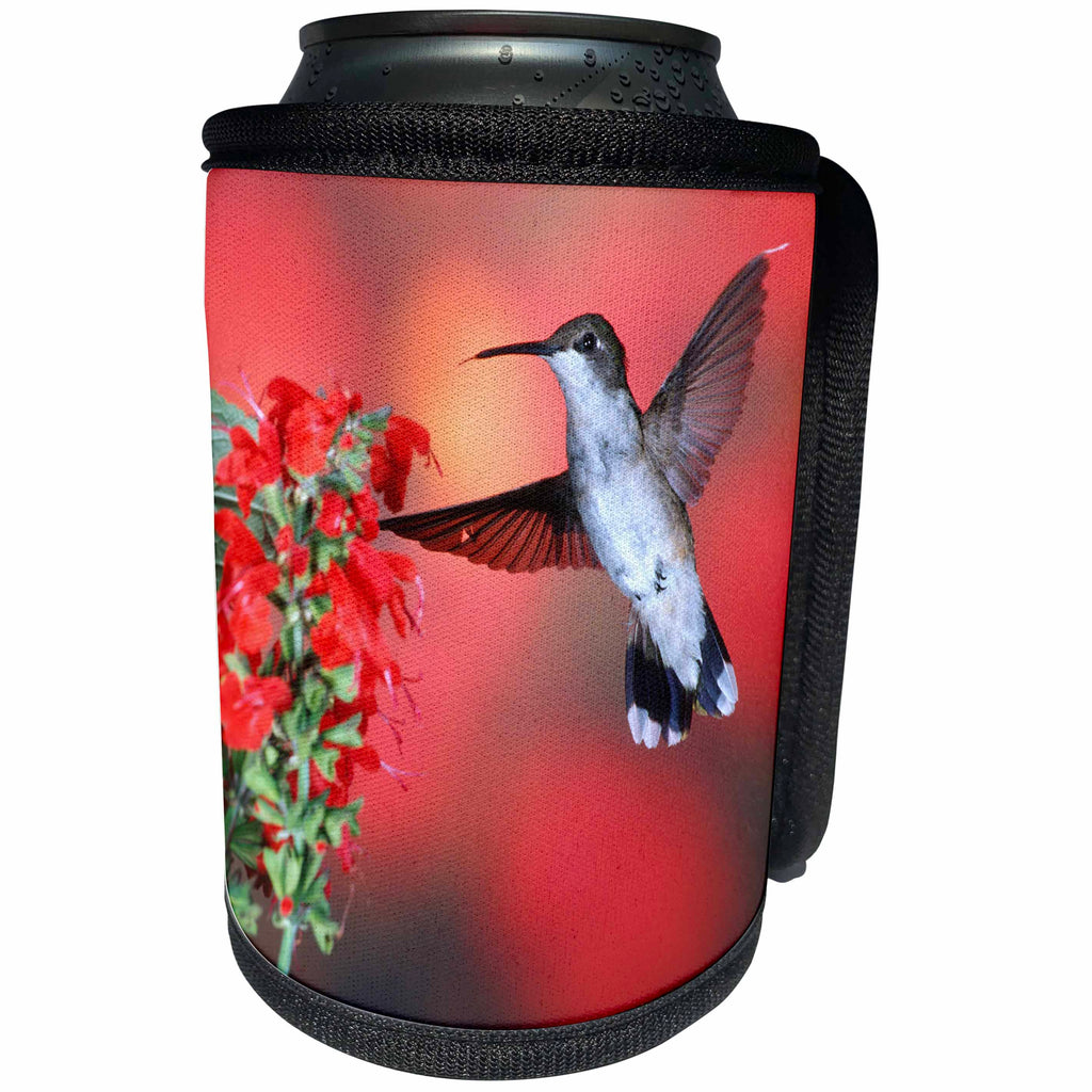 3dRose Danita Delimont - Hummingbirds - Ruby-throated Hummingbird female on Scarlet Sage, Marion Co., Illinois - Can Cooler Bottle Wrap (cc_259300)